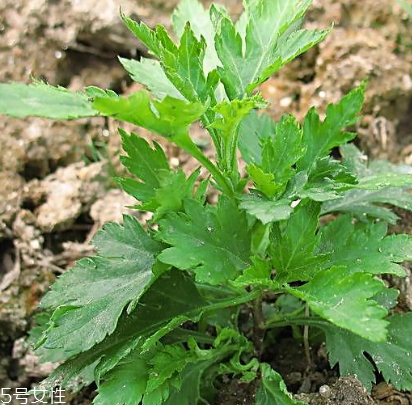 菊花腦能吃嗎？菊花腦的味道