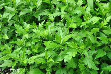 菊花腦可以涼拌嗎？菊花腦涼拌好吃嗎？