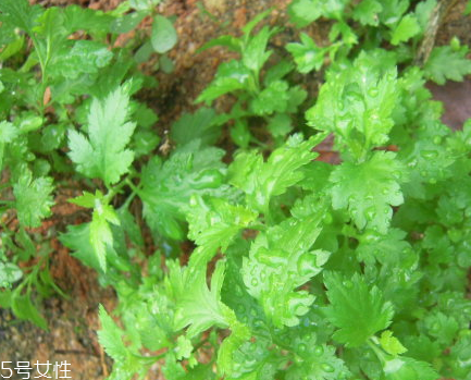 菊花腦和南瓜能一起吃嗎？菊花腦能和水果一起吃嗎？
