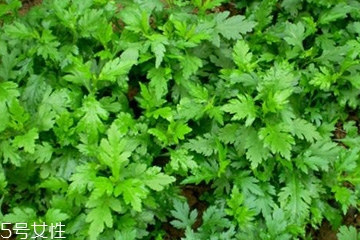 菊花腦怎么挑選？菊花腦選購(gòu)技法