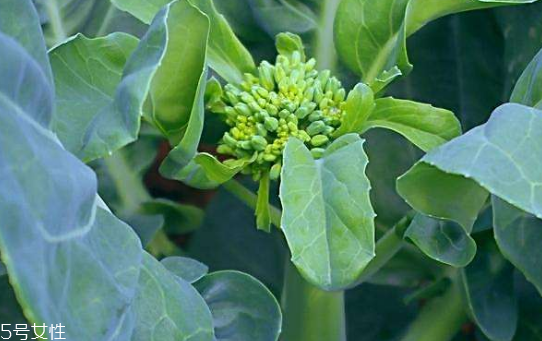 芥蘭能炒牛肉嗎？芥蘭炒牛肉的做法