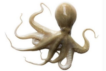 章魚是什么顏色？章魚是什么樣子？