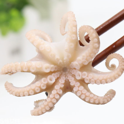 章魚是什么顏色？章魚是什么樣子？