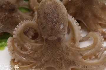 章魚是軟體動物嗎？章魚屬于軟體動物嗎？