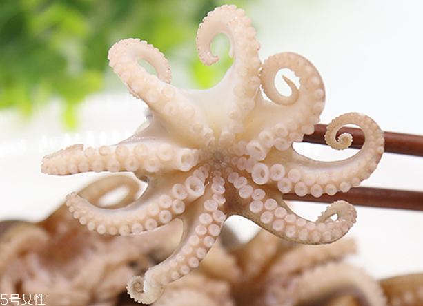 章魚是軟體動物嗎？章魚屬于軟體動物嗎？