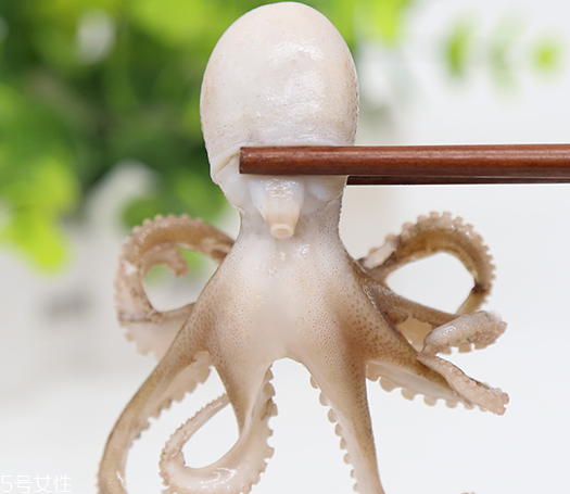 章魚是軟體動物嗎？章魚屬于軟體動物嗎？