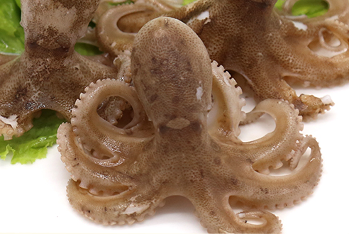 章魚會(huì)噴墨汁嗎？章魚的墨汁能吃嗎？