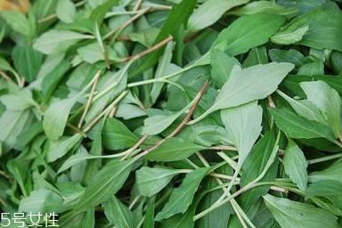 馬蘭頭對(duì)人的好處？馬蘭頭有什么好處？