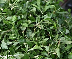 馬蘭頭是板藍(lán)根嗎？