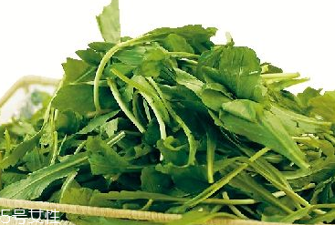馬蘭頭是馬齒莧嗎？馬蘭頭和馬齒莧的區(qū)別