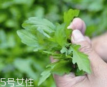 馬蘭頭和蝦能一起吃嗎？馬蘭頭和蝦能一起吃