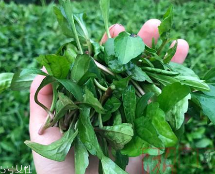 馬蘭頭和蝦能一起吃嗎？馬蘭頭和蝦能一起吃