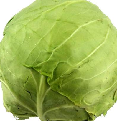 牛心菜怎么種植？牛心菜能種嗎？
