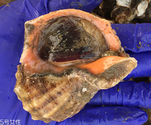 海螺開水還是冷水下鍋？海螺冷水還是熱水煮？