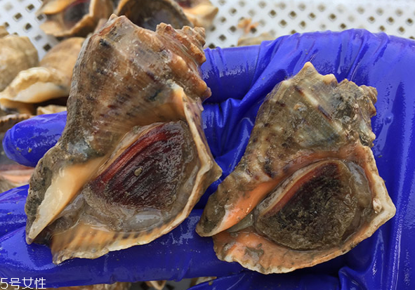 海螺開水還是冷水下鍋？海螺冷水還是熱水煮？