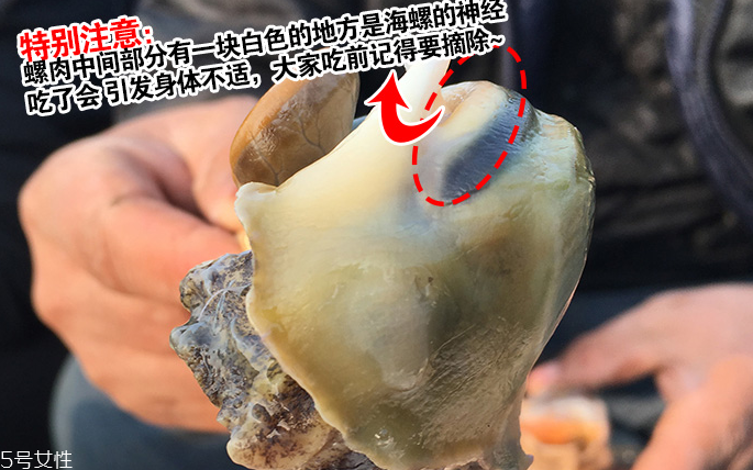 海螺會(huì)中毒嗎？吃海螺中毒多久會(huì)緩解？
