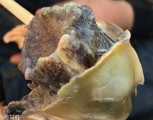 海螺可以隔夜吃嗎？海螺煮熟隔夜能吃嗎？