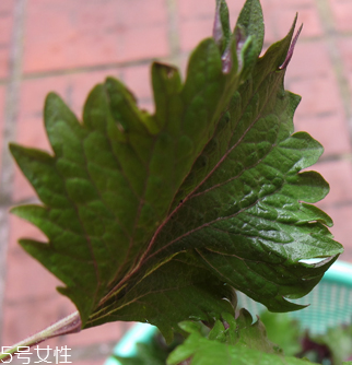 紫蘇葉能做成干紫蘇葉嗎？紫蘇葉怎么做成干紫蘇葉呢？