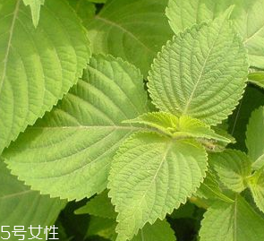 紫蘇葉是熱性的嗎？紫蘇葉是寒性的嗎？