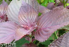 紫蘇葉的形態(tài)特征 紫蘇葉的外形是什么樣？