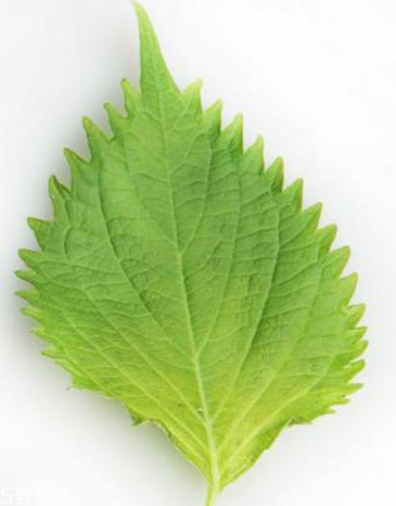 紫蘇葉的形態(tài)特征 紫蘇葉的外形是什么樣？
