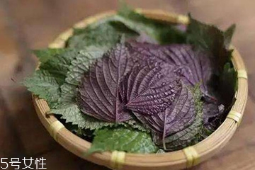 紫蘇葉吃了會(huì)上火嗎？紫蘇葉吃了不會(huì)上火