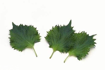 紫蘇葉和艾葉的區(qū)別 紫蘇葉和艾葉有什么區(qū)別？