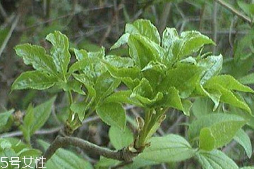 刺五加能做菜嗎？刺五加怎么做菜？
