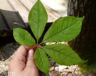 刺五加能做菜嗎？刺五加怎么做菜？