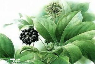 刺五加能做菜嗎？刺五加怎么做菜？