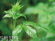 刺五加和枸杞泡水好嗎？刺五加能和枸杞泡水嗎？