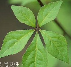 刺五加能給孕婦吃嗎？孕婦能吃刺五加嗎？