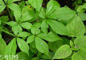 刺五加和谷維生素能一起吃嗎？