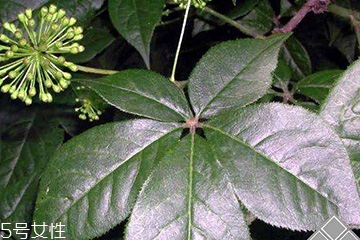 刺五加經(jīng)常喝會(huì)怎樣？刺五加能天天喝嗎？