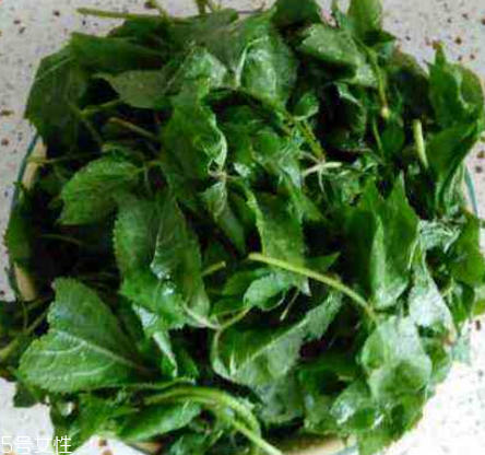 刺五加的好處 刺五加對(duì)人體有什么好處？