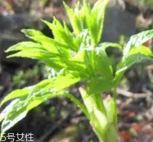 刺五加的好處 刺五加對(duì)人體有什么好處？