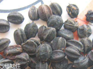 刺五加的食用方法 刺五加怎么吃？