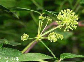 刺五加什么季節(jié)吃好？刺五加春天吃好