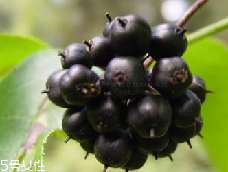 刺五加是發(fā)物嗎？刺五加不是發(fā)物