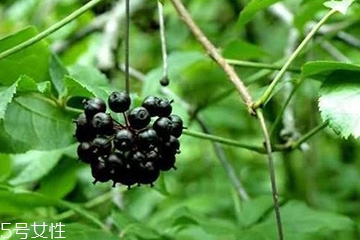 刺五加怎么吃？刺五加有什么用？