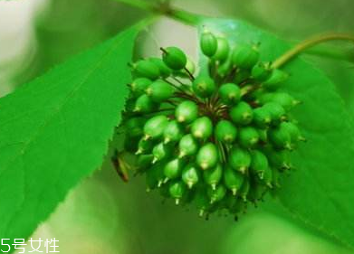 刺五加能不能做餃子餡？刺五加怎么做餃子餡？