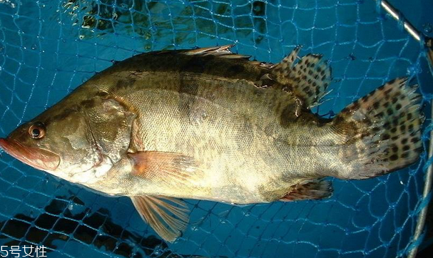 桂魚(yú)為什么那么貴 物以稀為貴