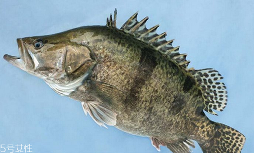 桂魚(yú)為什么那么貴 物以稀為貴