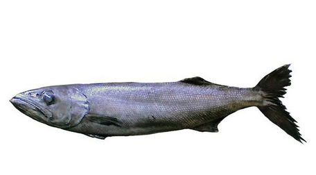 鱈魚(yú)為什么那么貴 貴的有道理