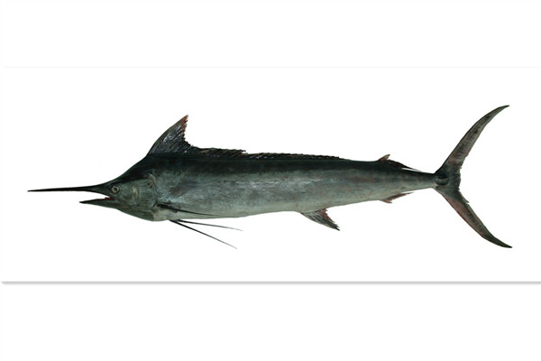 旗魚(yú)有多少種 常見(jiàn)旗魚(yú)種類介紹