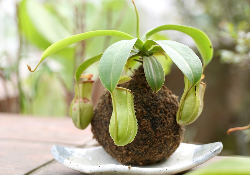 食蟲(chóng)植物有哪些 食蟲(chóng)植物哪些最好養(yǎng)