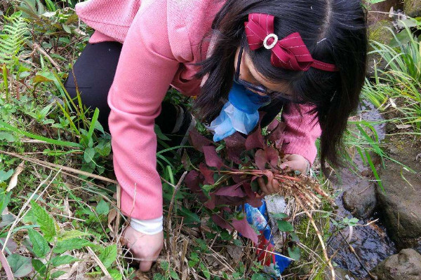 野生折耳根哪里能挖到？一次食用需控制在這個量