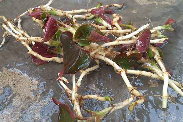 折耳根可以泡腳嗎？新鮮還是干的折耳根用量需適宜