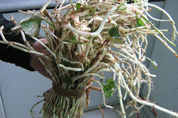 折耳根可以治療胃炎嗎？這個季節(jié)挖折耳根最嫩最討喜