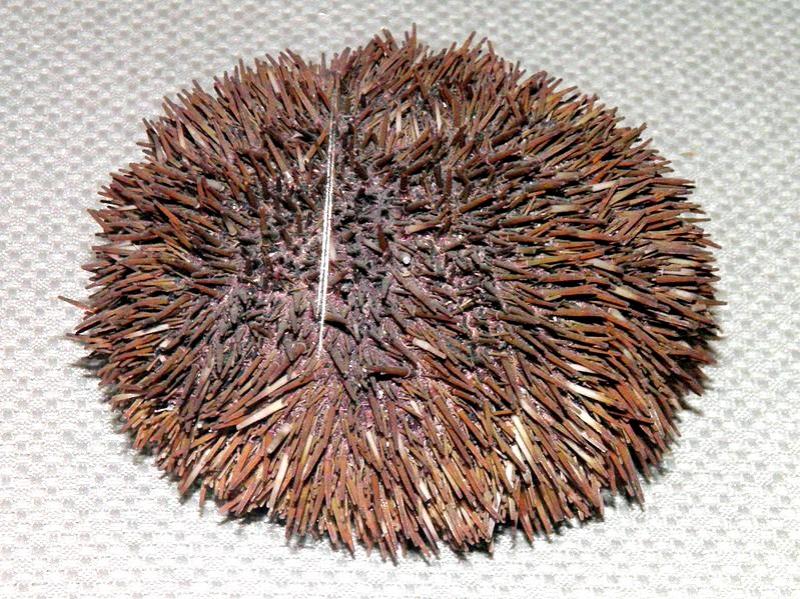 臺(tái)灣和日本常見(jiàn)食用海膽種類